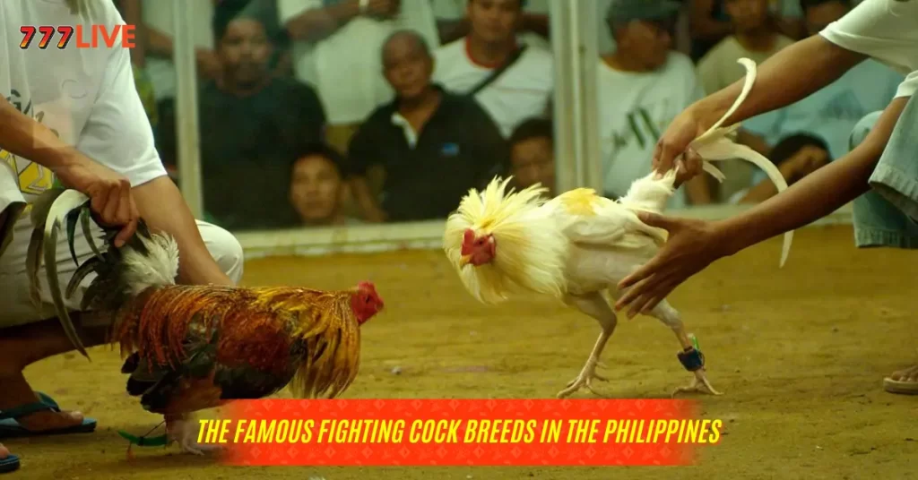 Discover the famous fighting cock breeds in the Philippines