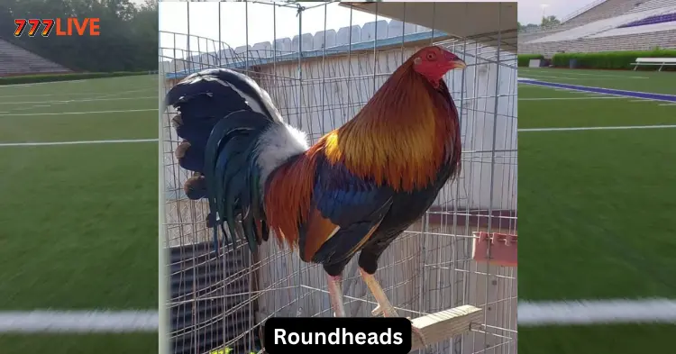 Roundheads