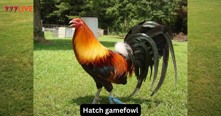 hatch gamefowl