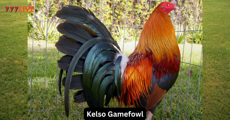 kelso gamefowl