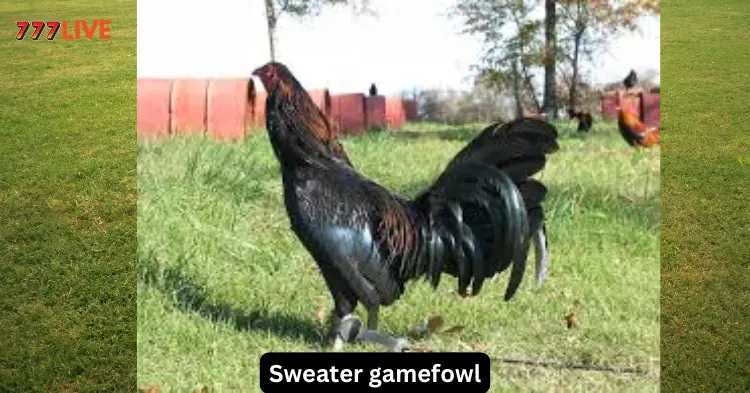 sweater gamefowl